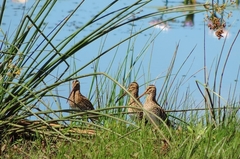 Gallinago nigripennis