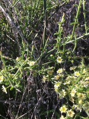 Adolphia californica