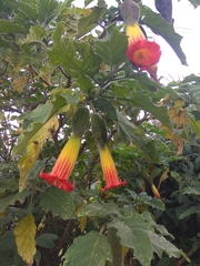 Brugmansia sanguinea