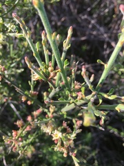 Adolphia californica