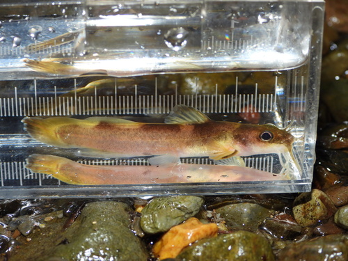 Caddo madtom (Noturus taylori) — Ictaluridae — 3