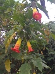 Brugmansia sanguinea