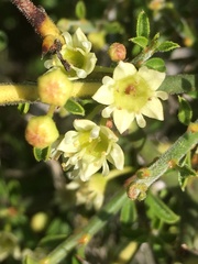 Adolphia californica