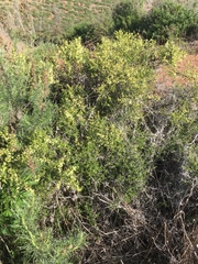 Adolphia californica