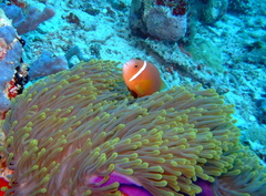 Amphiprion nigripes