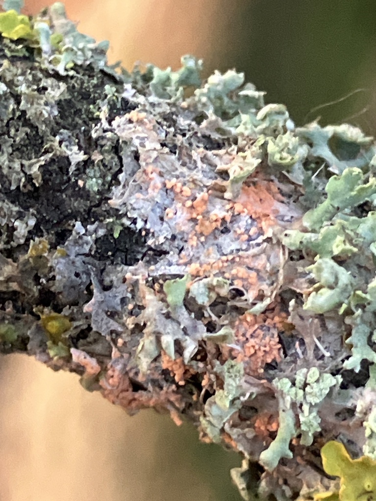 Erythricium aurantiacum · December 2025 · photo: © empressmoth (iNaturalist, cc0)