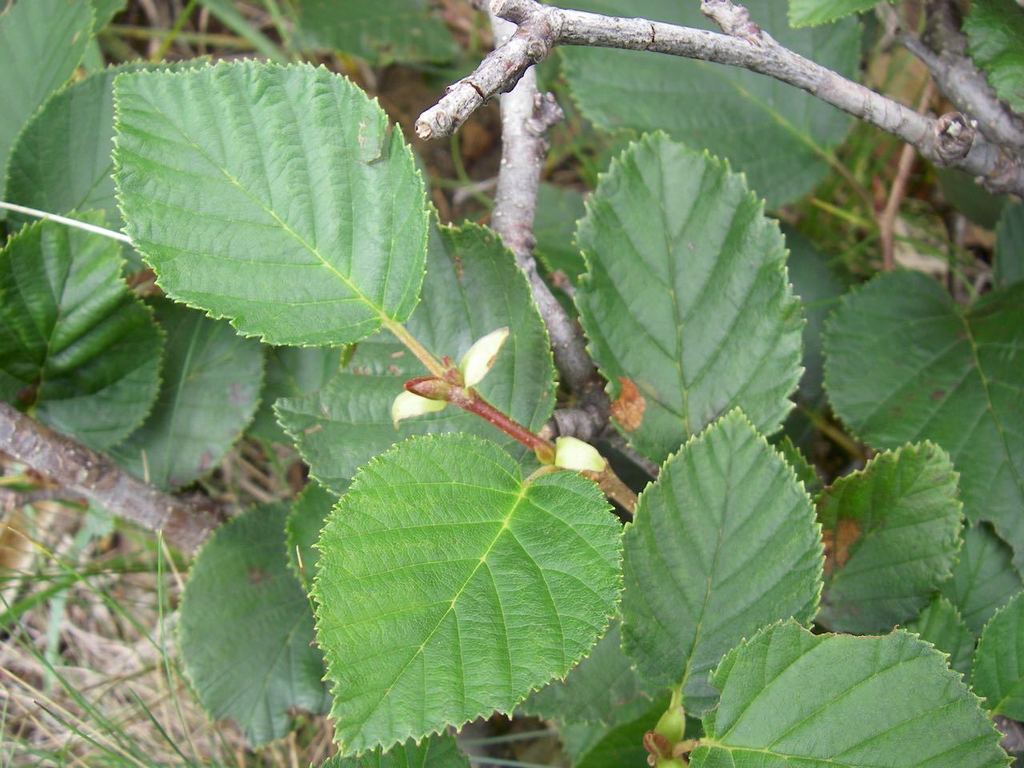 Betula apoiensis