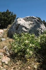 Daphne oleoides oleoides