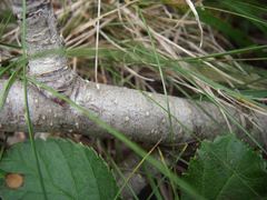 Betula apoiensis
