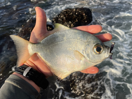 Full moony (Monodactylus falciformis) — Monodactylidae — 3