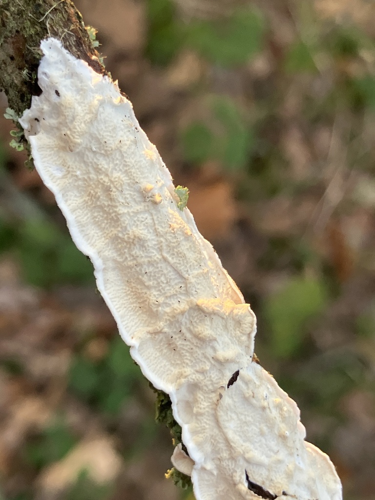 Byssomerulius corium · December 2025 · photo: © empressmoth (iNaturalist, cc0)