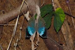 Kallima horsfieldii
