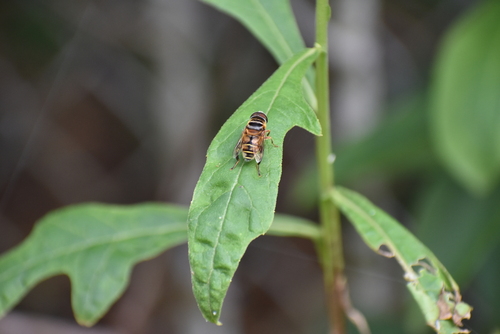 Unknown species found near Coconut Creek, FL, USA