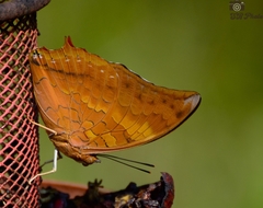 Charaxes psaphon imna