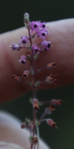 Image of Carpet Heath (Erica thimifolia) by (c) Tony Rebelo, some rights reserved (CC BY-SA)