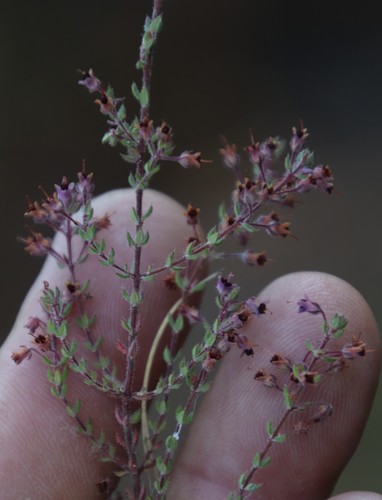 Image of Erica thimifolia by (c) Tony Rebelo, some rights reserved (CC BY-SA)