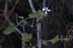 Pelargonium patulum
