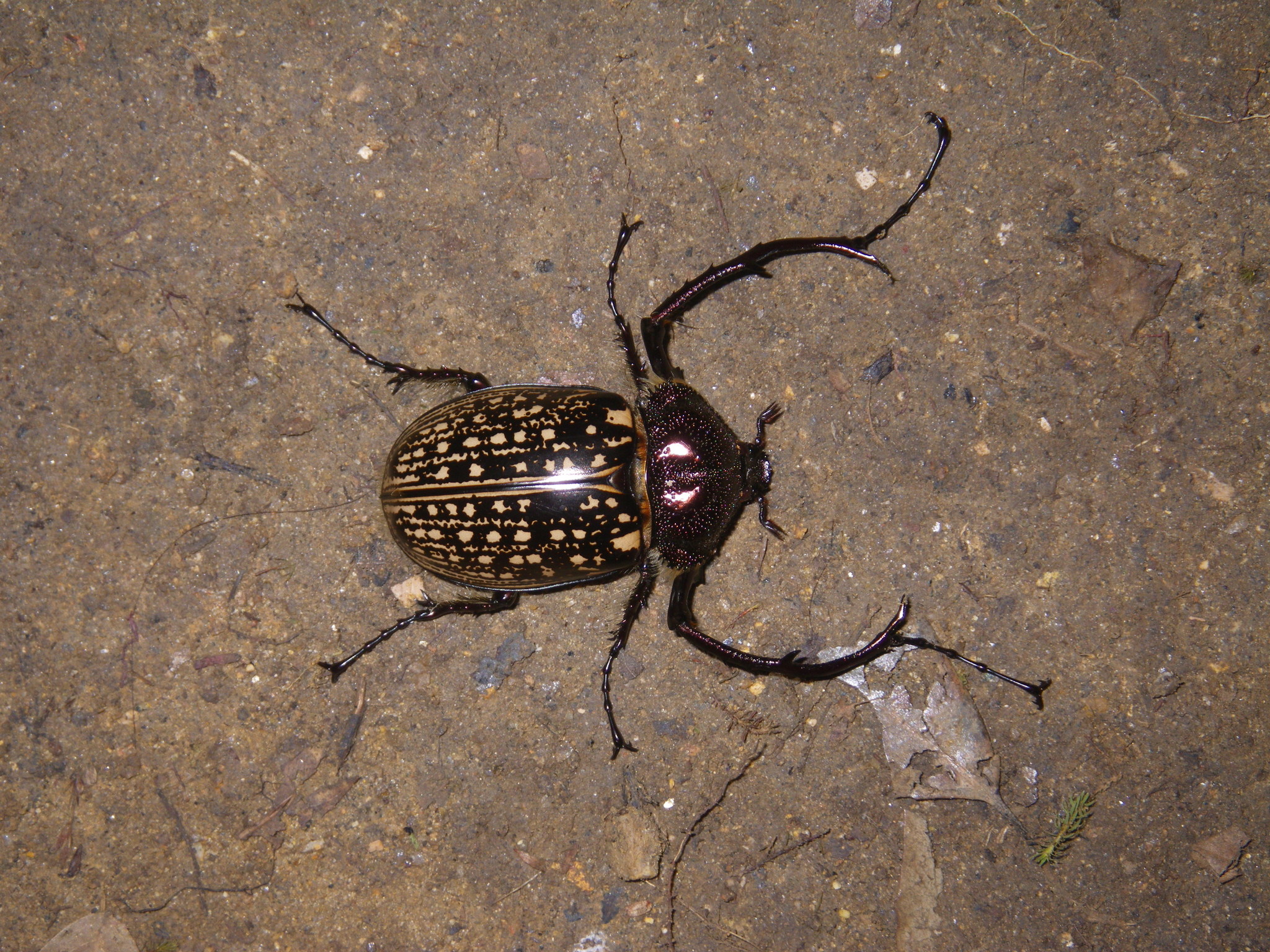 Genus Cheirotonus · iNaturalist