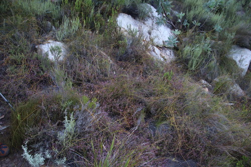 Image of Carpet Heath (Erica thimifolia) by (c) Tony Rebelo, some rights reserved (CC BY-SA)