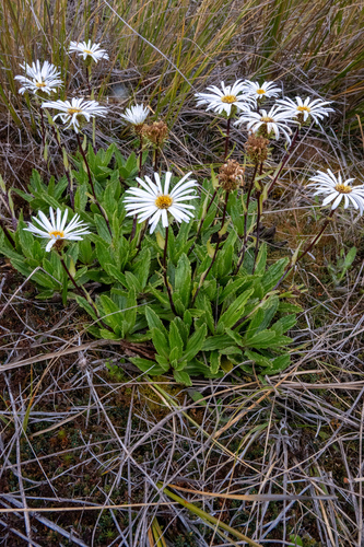 Celmisia prorepens, photograph 4