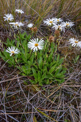 Celmisia prorepens, photograph (c) Taylor Davies-Colley, some rights reserved (CC BY)