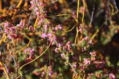 Erica parviflora