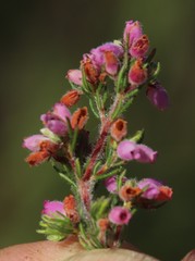 Erica parviflora