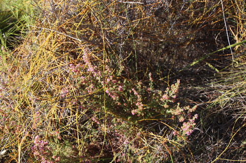 Image of Erica parviflora by (c) Tony Rebelo, some rights reserved (CC BY-SA)