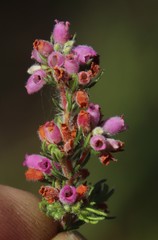 Erica parviflora
