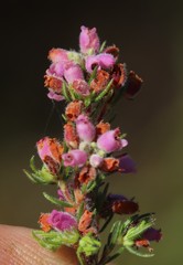Erica parviflora