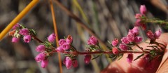 Erica parviflora