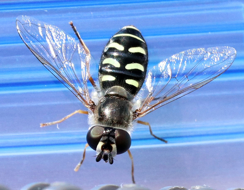 Large-tailed Aphideater photo 4