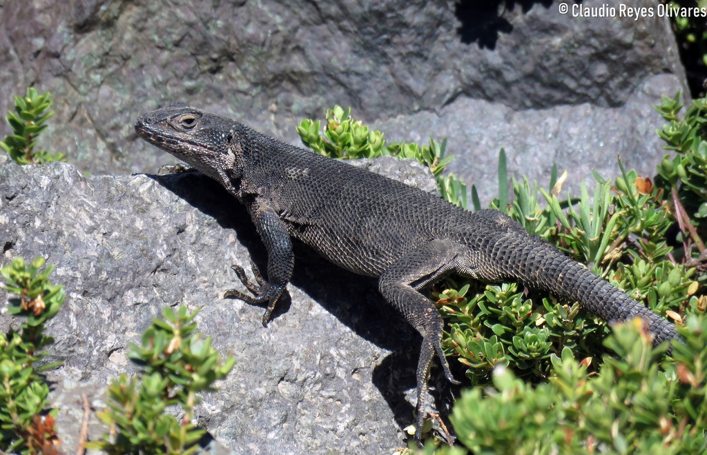 Tinguiririca River Smooth-Throated Lizard
