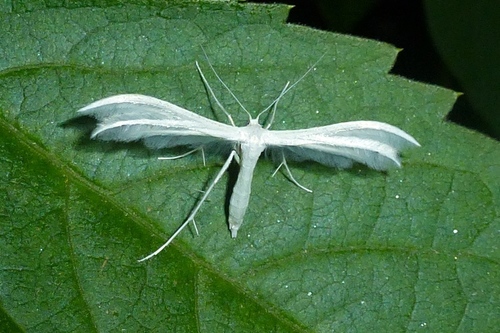 Baltasis pirštasparnis nuotrauka