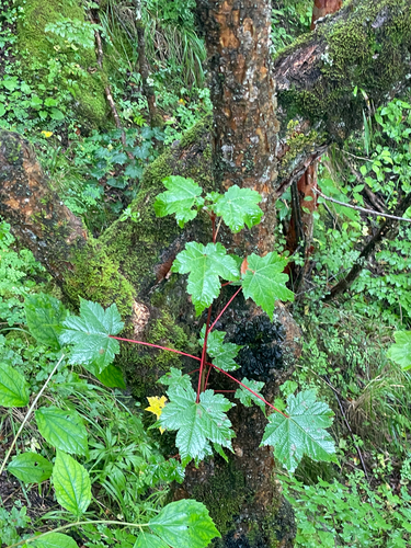 candle-shape maple (Acer caudatum)