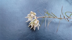 Asclepias navicularis