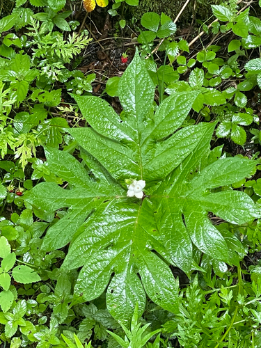 Triosteum pinnatifidum, photograph 1