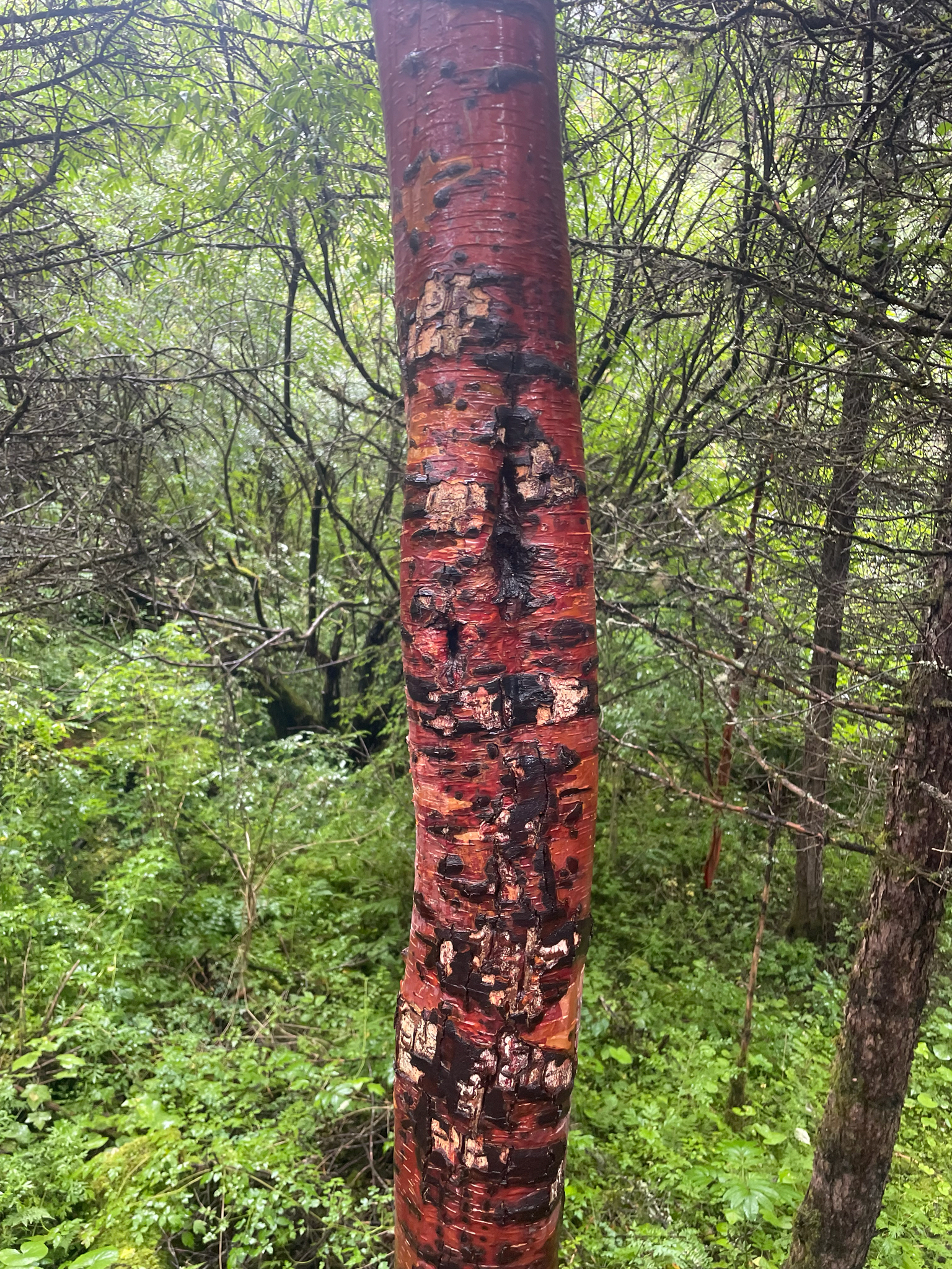 Himalayan Birch (Betula utilis)