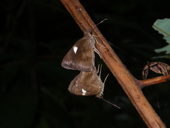 Notocrypta