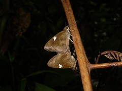Notocrypta