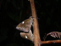 Notocrypta