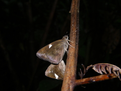 Notocrypta