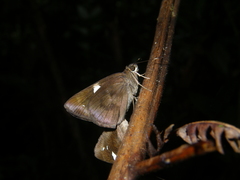 Notocrypta