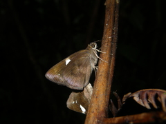 Notocrypta