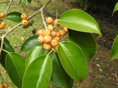 Ficus pertusa