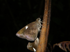 Notocrypta