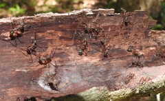 Dolichoderus attelaboides