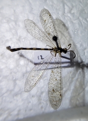 Myrmeleontinae