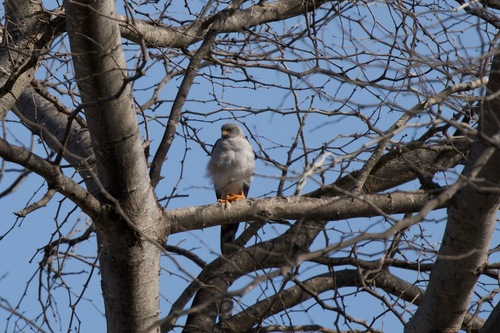 iNaturalist image