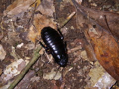 Panesthia triangulifera